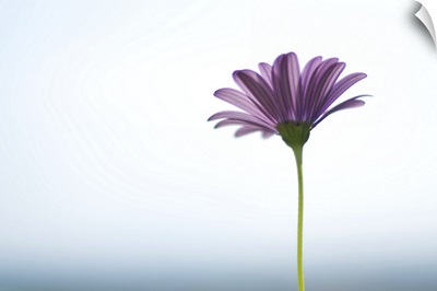 Side capture of purple daisy in front of bokeh sea and sky background.