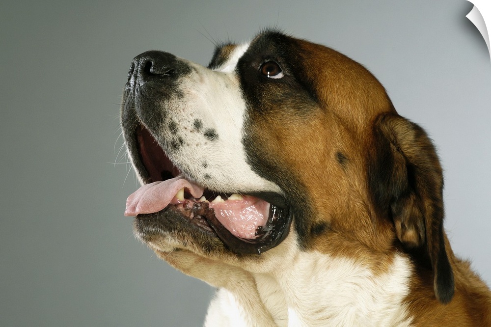 Side profile of a St. Bernard dog looking up