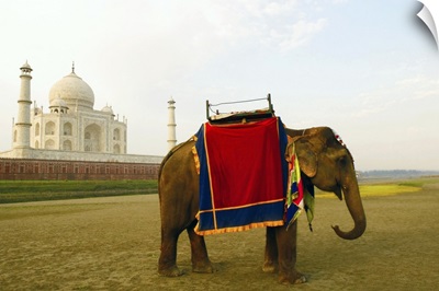 Side profile of an elephant standing near Taj Mahal, Agra, Uttar Pradesh, India