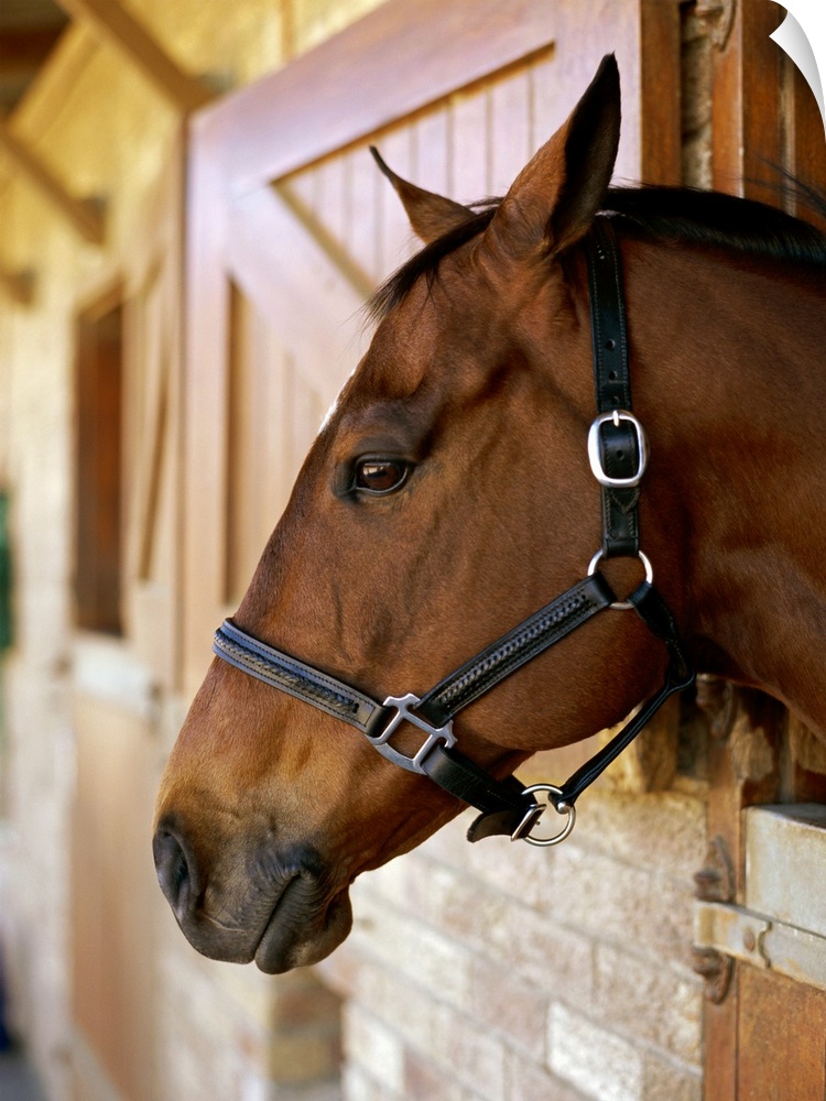 Side profile of horses head