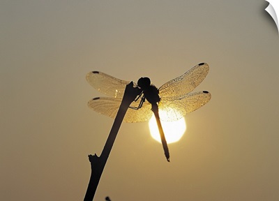 Silhouette of a dragonfly