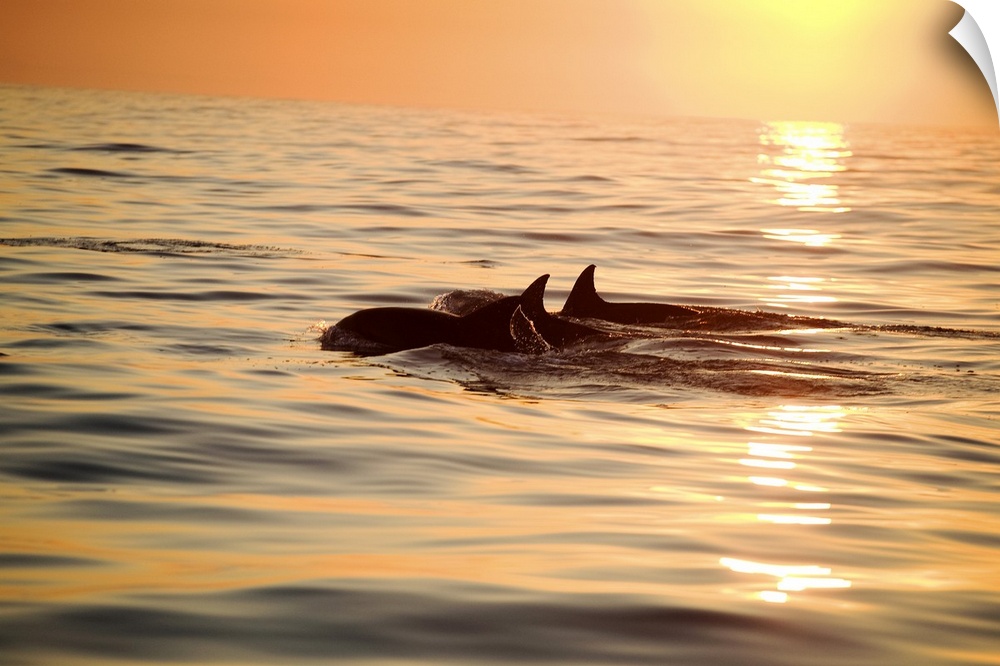 Silhouette of a pair of Bottlenose Dolphin (Tursiops aduncus) surfacing at sunrise, Nelson Mandela Bay (formally Algoa Bay...