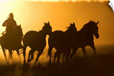 Silhouette Of Cowboy Herding Horses