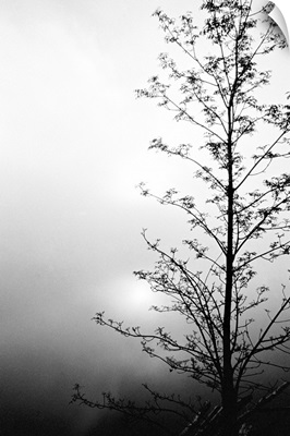 Silhouette of tree on overcast morning