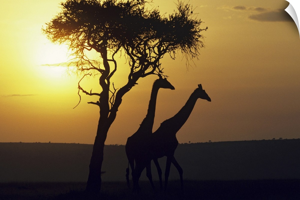 Photograph of giraffe profiles near a silhouetted tree at dusk.
