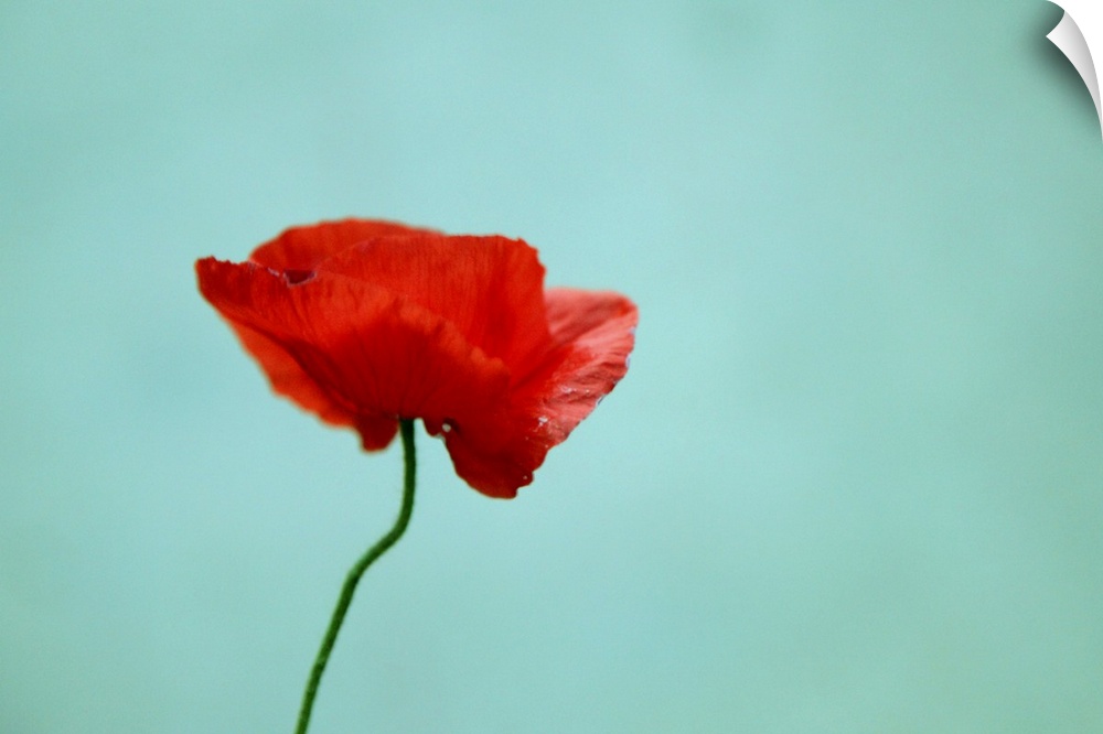 A single flower is photographed against a light teal background.