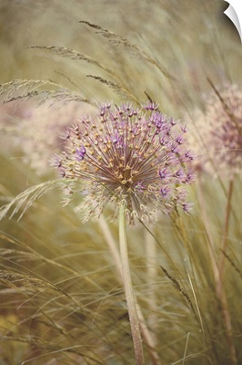 Single dried flower head of Allium Purple Sensation amongst stipa grasses.
