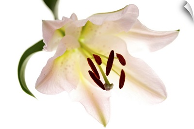 Single Lily Flower