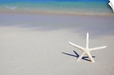 Single starfish stuck in beach sand.