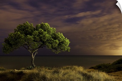 Single tree at night with omnious sky, Spain.