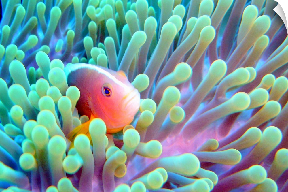 Horizontal photograph on a big wall hanging of a skunk fish peeking out of a glowing sea anemone.