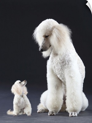 Small and large white Poodle