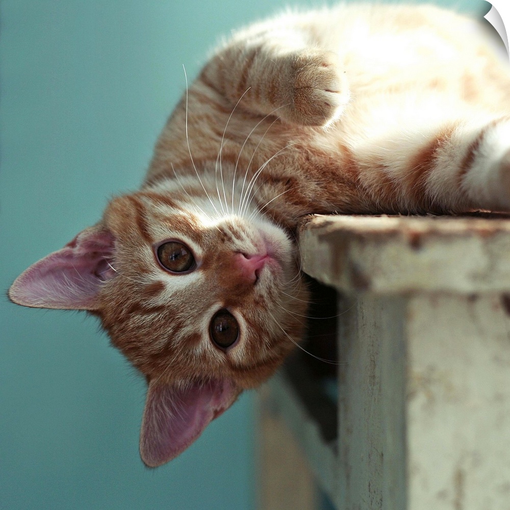 Small ginger cat lying sideways on wooden table with his head leaning over the edge looking directly at camera.
