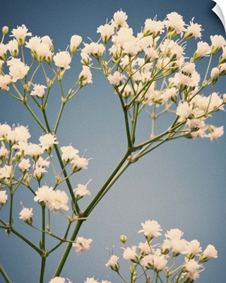 Small white flowers, vintage film color