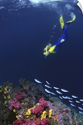 Snorkelers swimming with fusilier fish