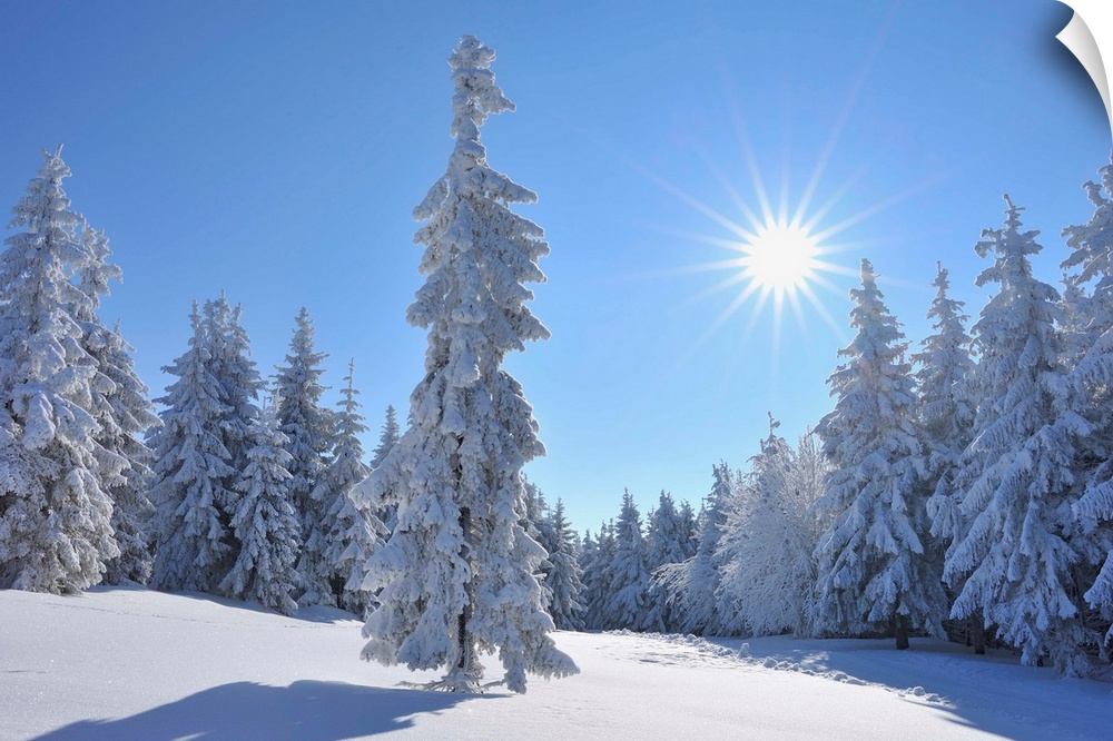 Snow covered Conifer Trees with Sun, Winter, Grosser Beerberg, Suhl, Thuringia, Germany