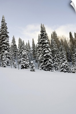 Snow-covered landscape