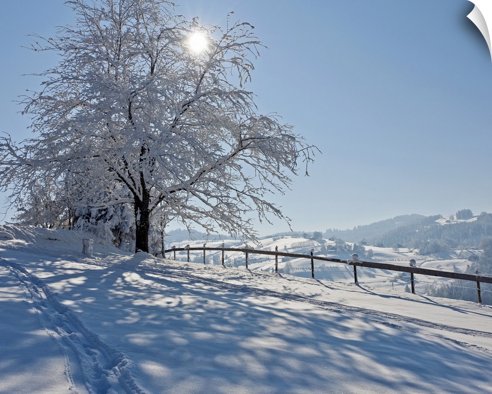 Snow covered tree with sun shining through it, Switzerland.