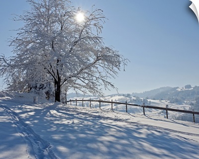 Snow covered tree with sun shining through it, Switzerland.