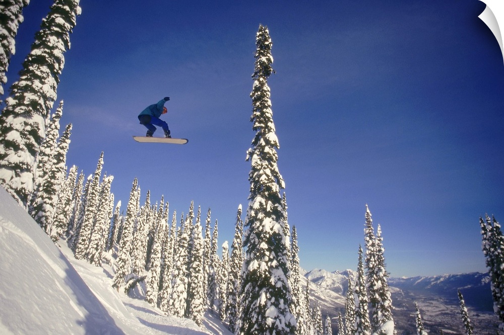 A snowboarder makes a jump off a snowy hillside through tall snow-covered trees in the winter.