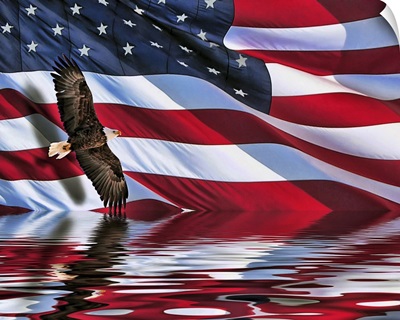 Soaring bald eagle composite with an American flag