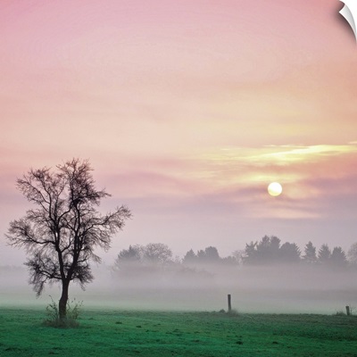 Soft light of landscape with tree during sunrise on foggy day.