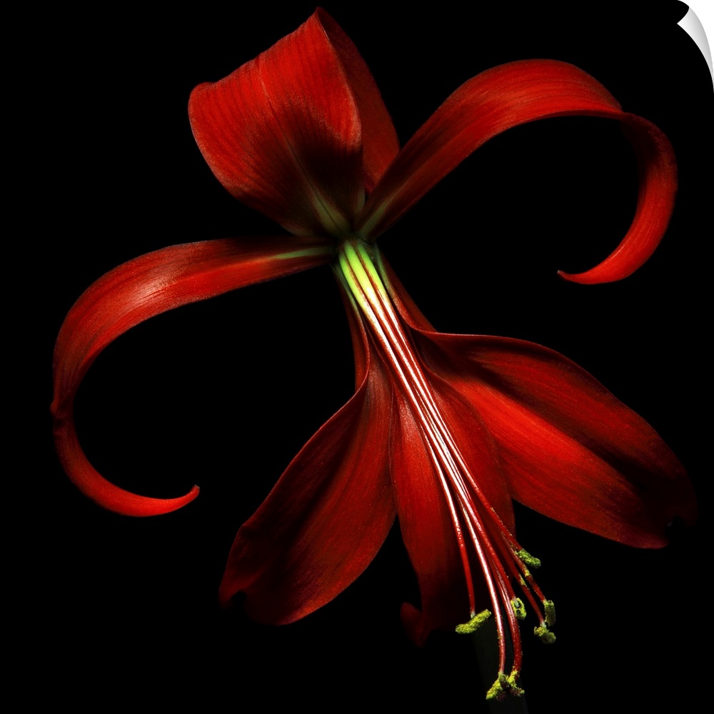 Huge, floral wall hanging of a large red lily on a solid black background.