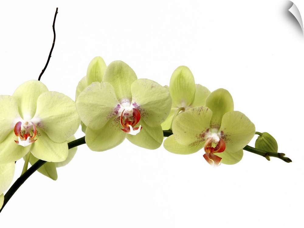 A branch of Moth Orchids on a stark white background.
