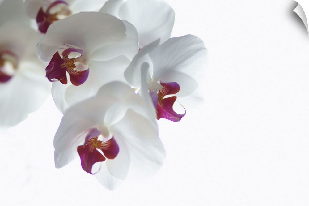 Large landscape photograph of a single branch of fully bloomed orchid blossoms against a solid white background.