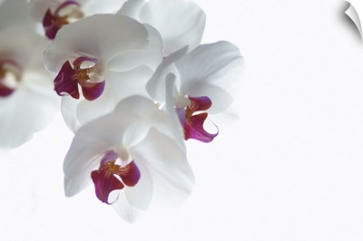 Sprig of white and pink Orchid blossoms (phalaenopsis) on bright white background.