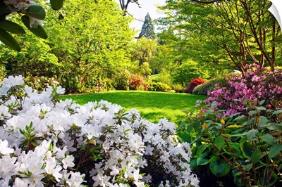 Spring Flowers In Crystal Springs Rhododendron Garden, Portland, Oregon