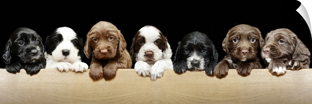 4 week old Springer / Cocker Spaniel cross (sprocker) puppies. Very cute puppies in a line, photographed on black background.