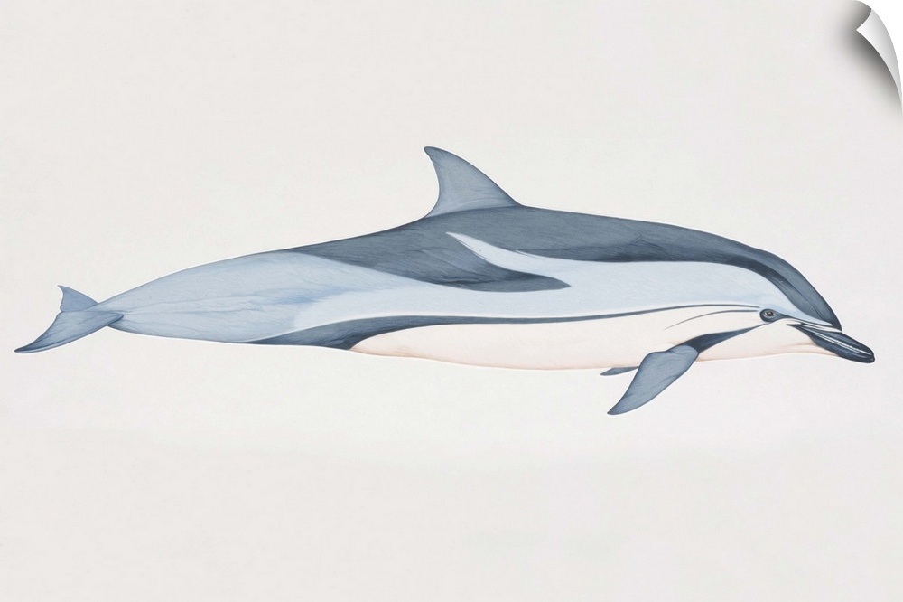 Stenella coeruleoalba, Striped Dolphin, side view.