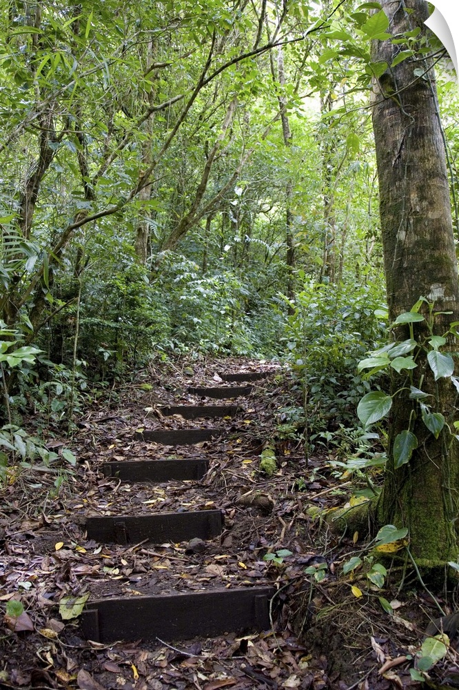 Steps ascending on path. Tropical Cloud Forest