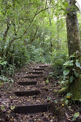 Steps ascending on path, Tropical Cloud Forest, Costa Rica