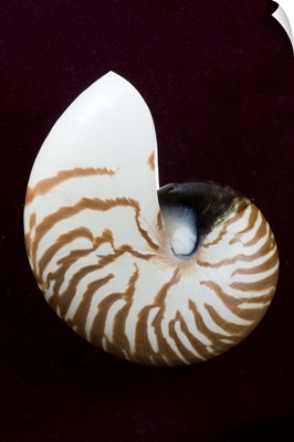 Studio shot of a tiger nautilus seashell on black background.