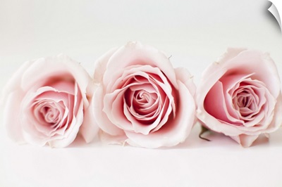 Studio shot of pink roses