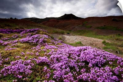 Summer Wildflowers In Iceland