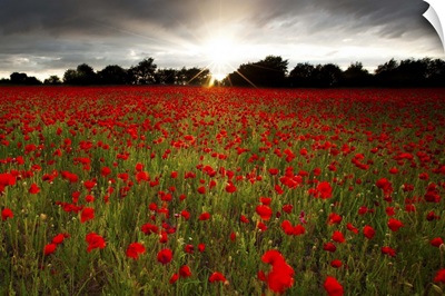 Sun sets over poppy field, sun showing burst of rays against stormy sky.
