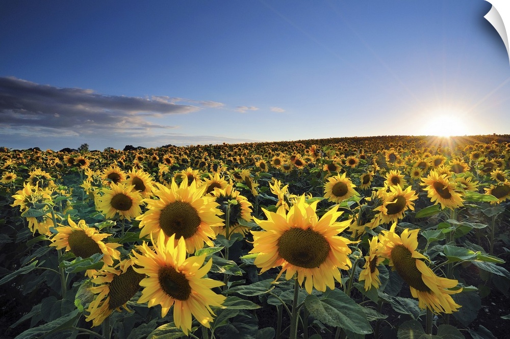 The sun shines brightly as it starts to set below the horizon over a large sun flower field.