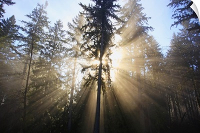 sun shining through morning fog and trees
