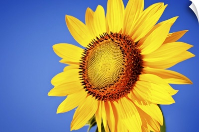Sunflower against blue sky.