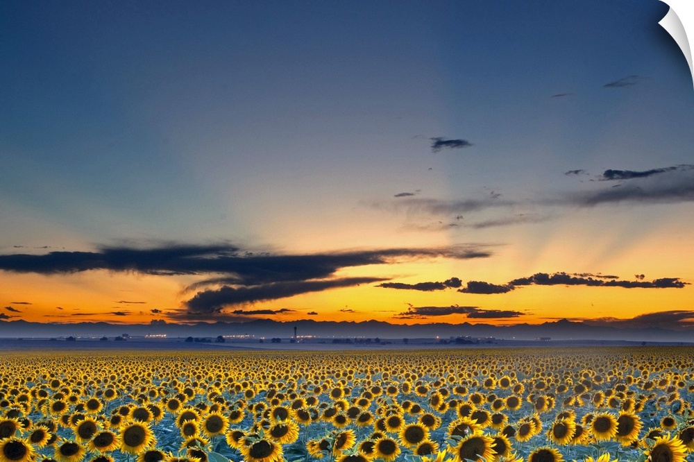 The sun has just set below the horizon but its rays still shine over a vast sunflower field.