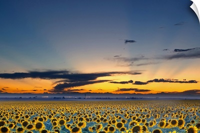 Sunflower field illuminated by beautiful rays during sunset.