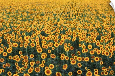 Sunflower Field In Bloom