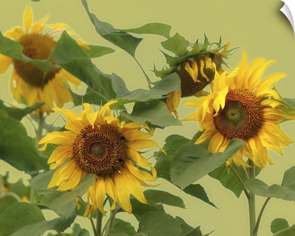 Large sunflowers whose petals have begun to wilt are photographed in front of a light green background.