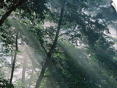 Sunlight Streaming Through the Leaves of Trees