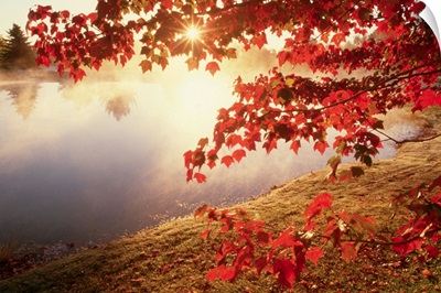 Sunrise Through Autumn Leaves
