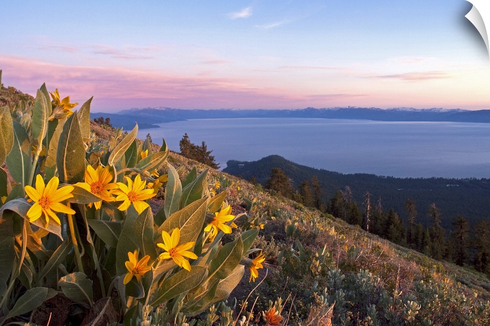 Landscape photograph overlooking a small bunch of mules ears flowers on a large hillside, Lake Tahoe in the background, at...