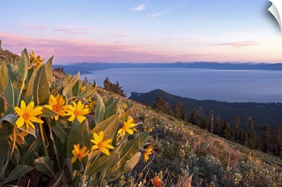 Sunset and yellow Mules Ears flowers above Lake Tahoe in California